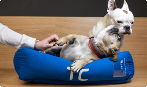 Pet friendly TC